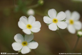 春天田野白色野花