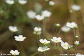田野白色小花