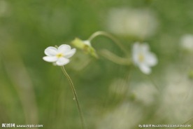 田野白色野花