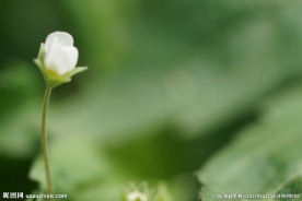 高清小清新桌面背景