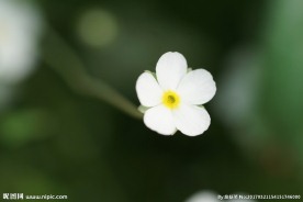 清新白色小花