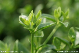 高清绿色植物