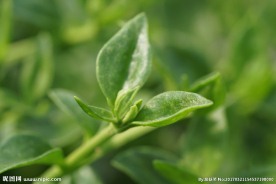高清绿色植物