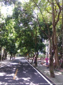 绿树成荫