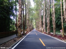 柏油路