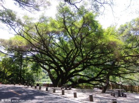 榕树