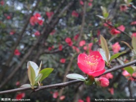 红梅花开
