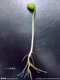 一根豆苗