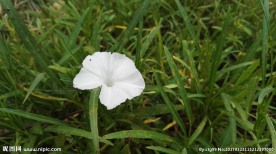 通心菜花
