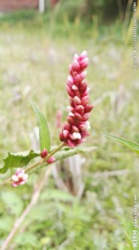 野草