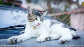 漂亮白色猫图片