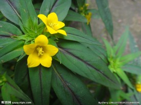 灯笼花