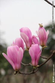 玉兰花开