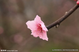一朵桃花