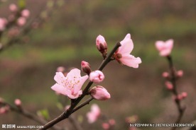 桃花开了