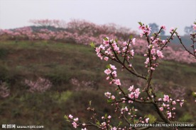 桃花山