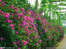 蔷薇花