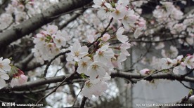 樱花 早樱