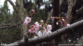 樱花 早樱