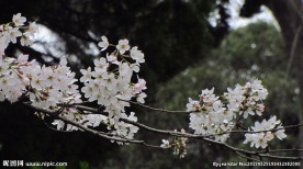 樱花 早樱