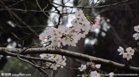 樱花 早樱