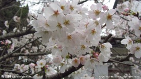樱花 早樱