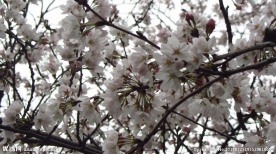 樱花 早樱