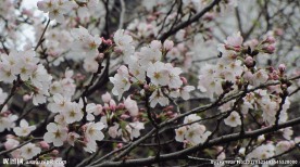 樱花 早樱