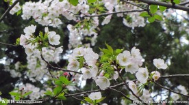 樱花 早樱