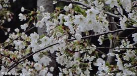 樱花 早樱