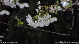樱花 早樱
