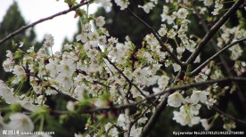 樱花 早樱