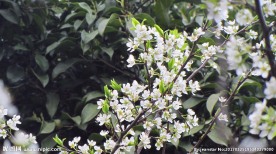 樱花 早樱