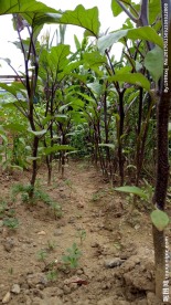 两排茄子秧