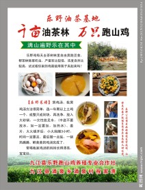 油茶山鸡海报