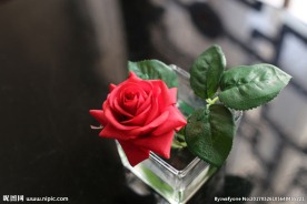 玫瑰花