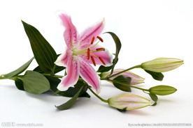 百合花