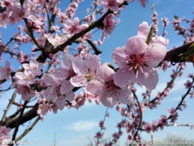 盛开的桃花
