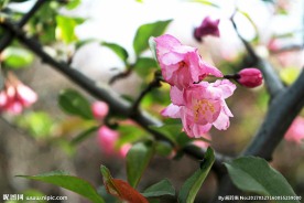 红樱花