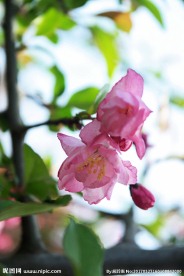 红樱花