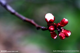 花蕾