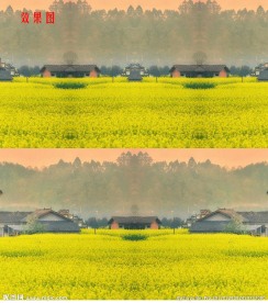 特效油菜花高清视频