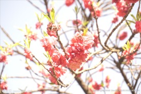 粉红桃花