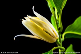 黄兰花
