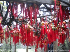 幸运树  祈福树