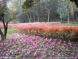 花池花坛  景色  绿色