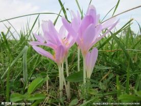 水仙花
