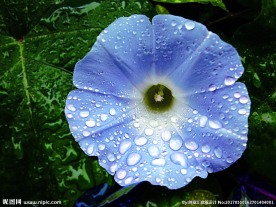 蓝色牵牛花