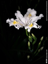 花朵花丛