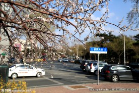 新民大街杏花